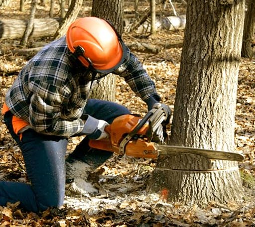 Tree Removal in Hanson, KY